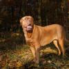 Dogue de Bordeaux