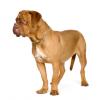 Dogue de Bordeaux