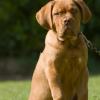 Dogue de Bordeaux