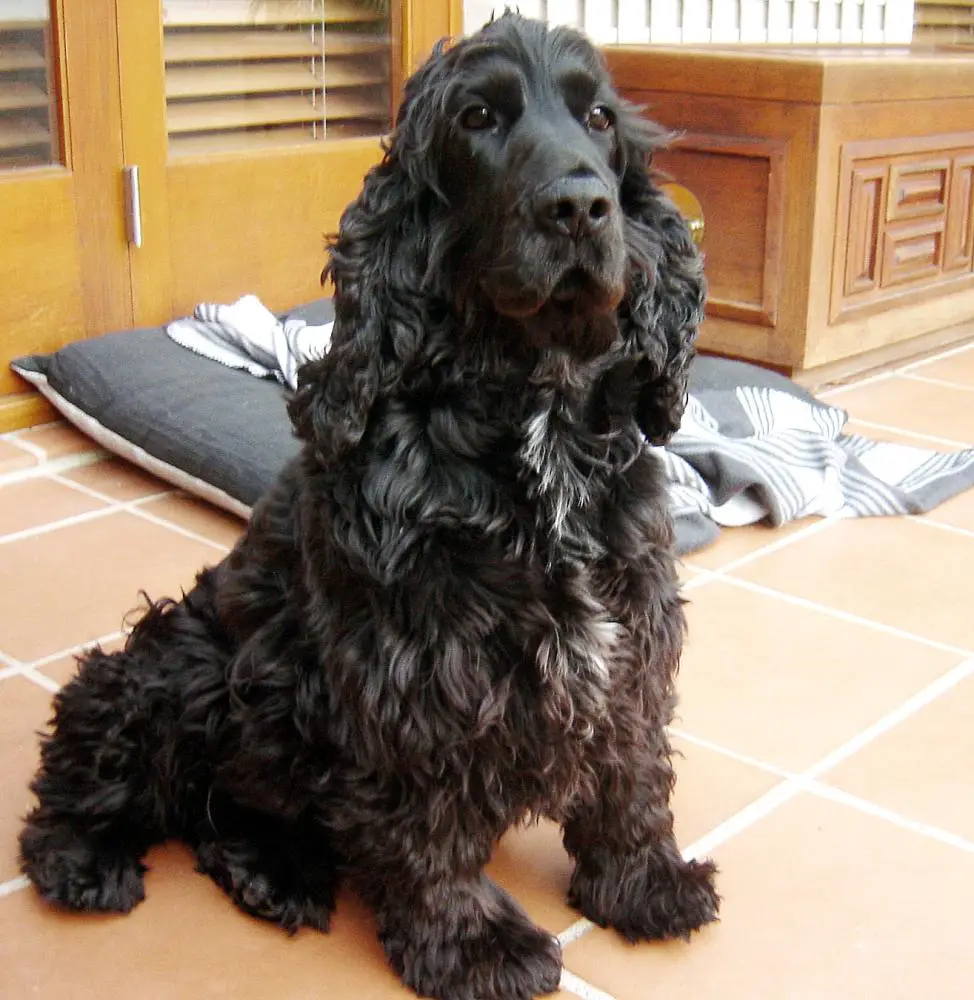 English Cocker Spaniel