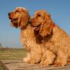 English Cocker Spaniel