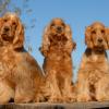 English Cocker Spaniel