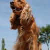 English Cocker Spaniel