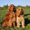 English Cocker Spaniel