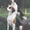 English Foxhound