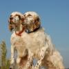 English Setter