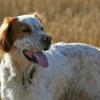English Setter