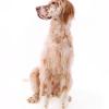 English Setter