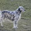 English Setter