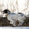 English Setter