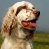 English Setter