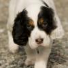 English Setter