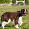 English Springer Spaniel