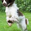 English Springer Spaniel