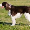 English Springer Spaniel