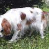 English Toy Spaniel