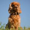 Field Spaniel