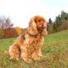 Field Spaniel