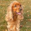 Field Spaniel