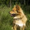 Finnish Spitz