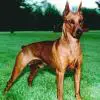 German Pinscher