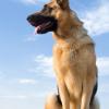 German Shepherd Dog