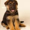 German Shepherd Dog
