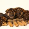 German Shepherd Dog