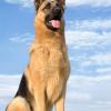German Shepherd Dog