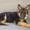 German Shepherd Dog