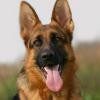 German Shepherd Dog