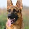 German Shepherd Dog