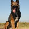 German Shepherd Dog