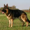 German Shepherd Dog