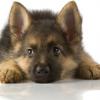 German Shepherd Dog