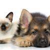 German Shepherd Dog