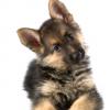 German Shepherd Dog