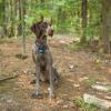 German Shorthaired Pointer