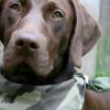 German Shorthaired Pointer