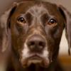 German Shorthaired Pointer