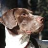 German Shorthaired Pointer