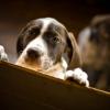 German Shorthaired Pointer