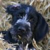 German Wirehaired Pointer