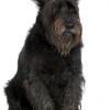 Giant Schnauzer