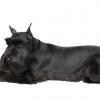 Giant Schnauzer