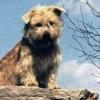 Glen of Imaal Terrier