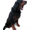 Gordon Setter