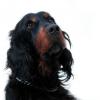 Gordon Setter