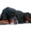 Gordon Setter
