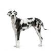 Great Dane